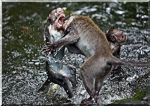 Fight between animals