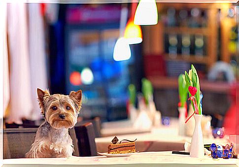 dog at a restaurant table