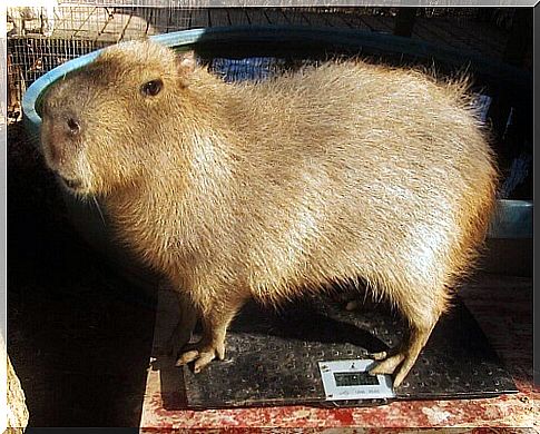 capybara-who-takes care-of-orphaned-puppies-2-e1455974260599