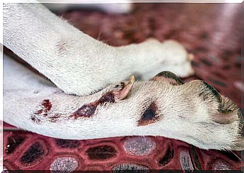 paws dog with acral lick dermatitis 