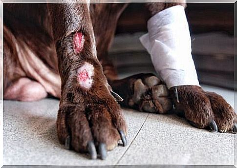 dog with bandaged paws for acral dermatitis 