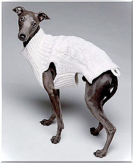 dog-with-sweater-adolfo dominguez