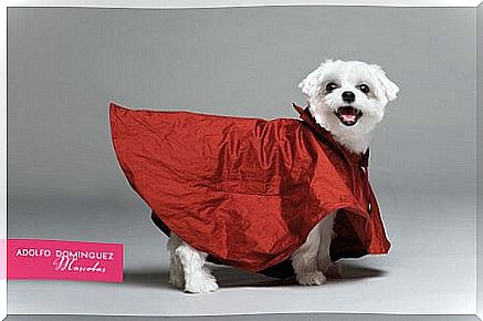 dog-with-raincoat-adolfo-dominguez