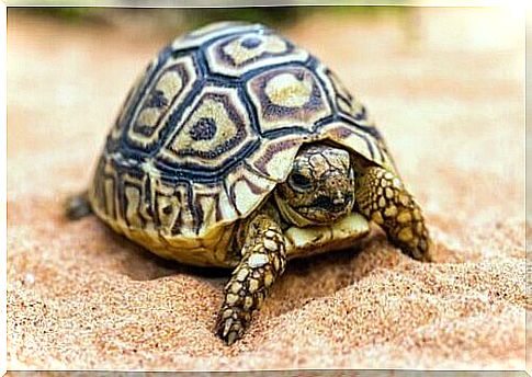 Advice for those who want a turtle as a pet