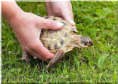 Turtle in the meadow