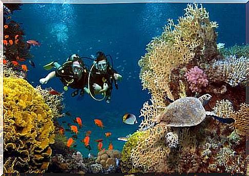 Divers diving into the coral reef.