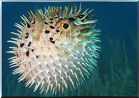 Puffer fish