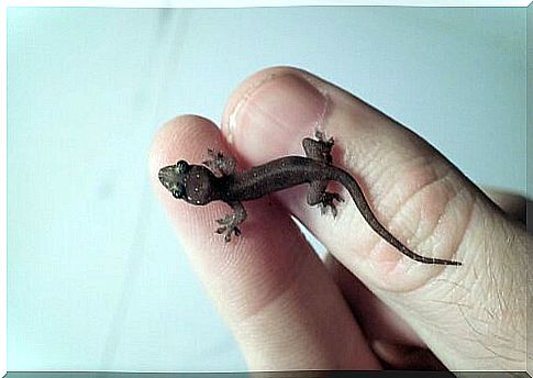 Tiny lizard