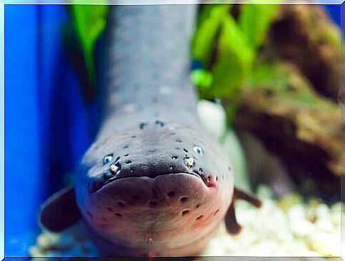 Electric eel