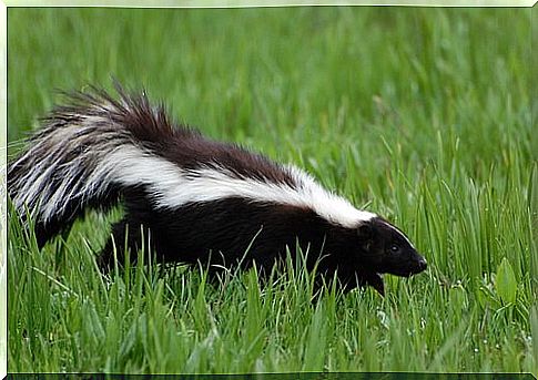 a skunk in the meadow