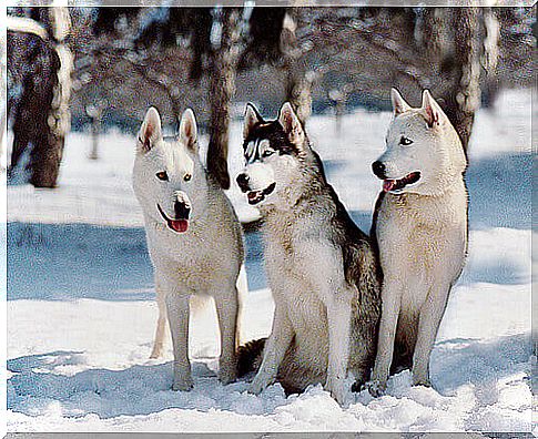 three huskies on the snow