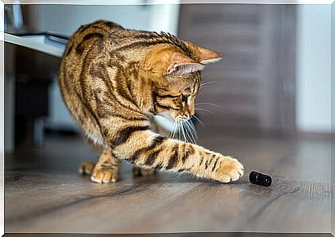 cat plays with object on the floor