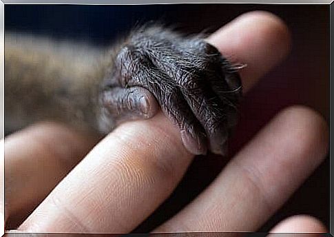 Monkey clinging to the finger