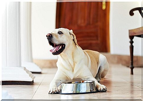 dog-with-bowl