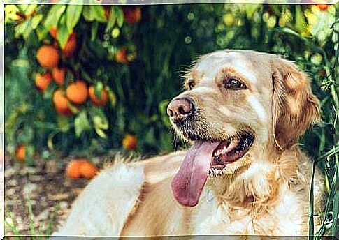 Golden retriever beige color