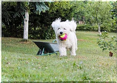 Bichon Frisé: A simply adorable little dog