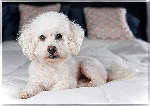 Characteristics of the bichon frize