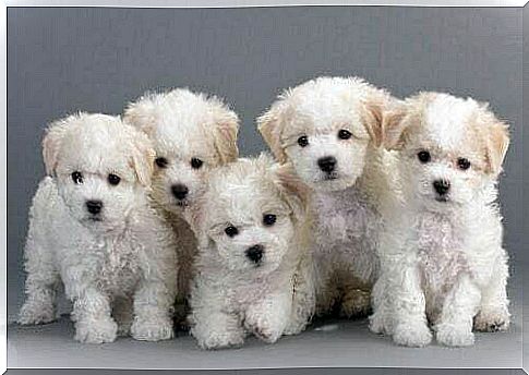 Bichon frize puppies