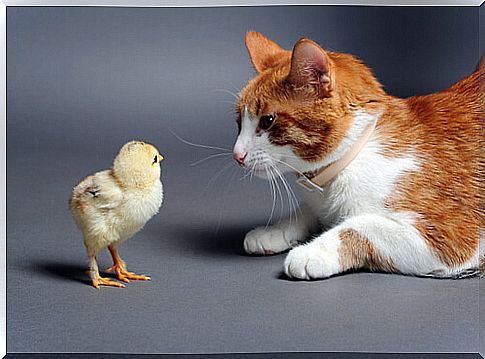 chick and red and white cat