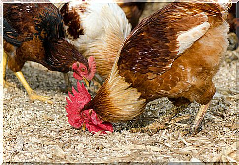 a rooster and chickens pecking for food on the ground