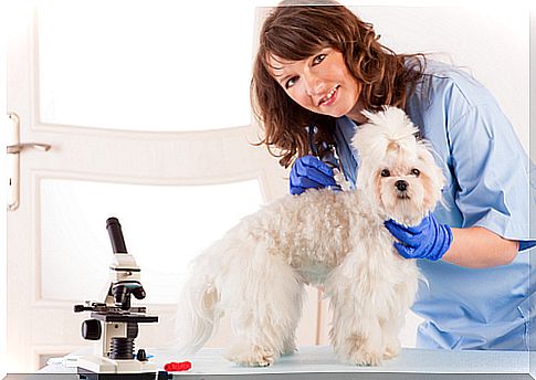 Blood transfusion on pets