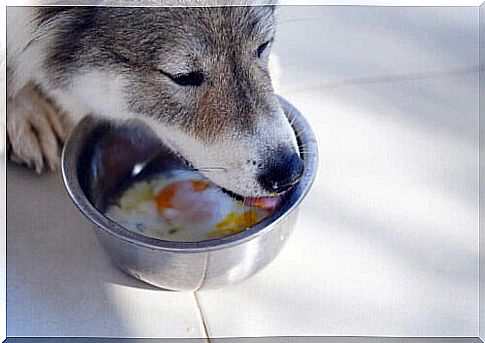 Can dogs eat eggs or are they bad for them?