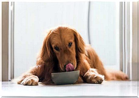 Dog eating from a bowl.