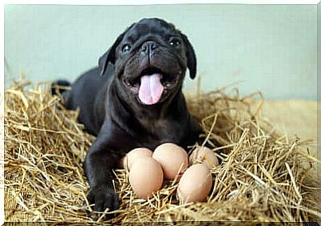 Can Dogs Eat Eggs?  Happy dog ​​with some eggs.