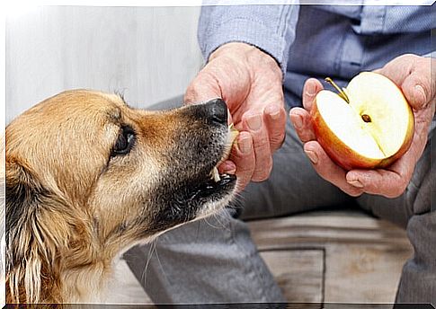 Can Dogs Eat Human Food?