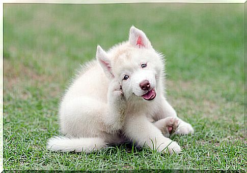 white puppy scratches itself