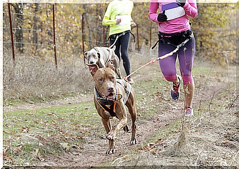 Canicross, the new sport to do together with your dog