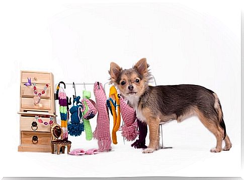 clothing-for-your-dog