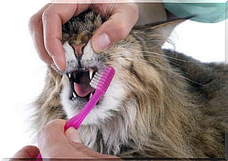 How to brush your cat's teeth.