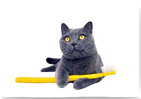 Cat with toothbrush between paws.