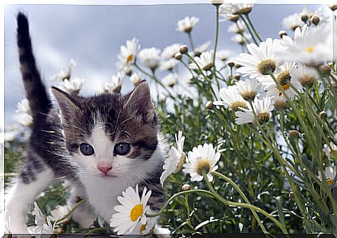 cats-and-toxic-plants-3