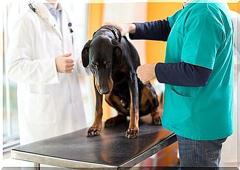 Chemotherapy treatments for dogs