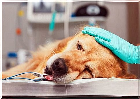 Natural chemotherapy for dogs