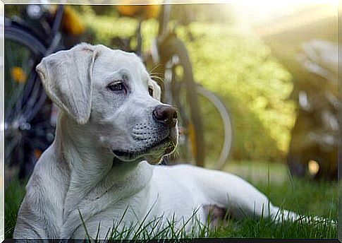 Dog in the meadow