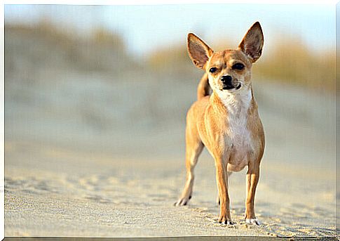 Chihuahuas: ideal for small houses