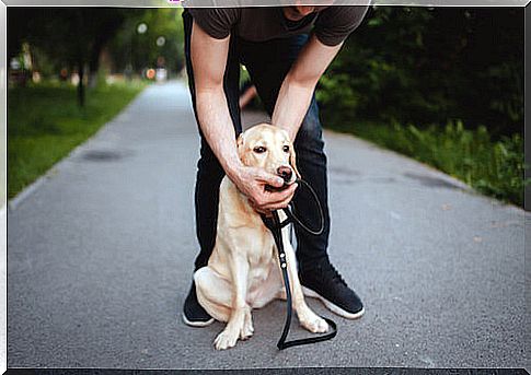 Master removing an object from the dog's mouth.