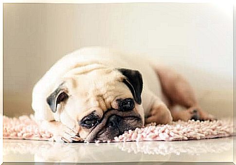 Tired dog on the carpet