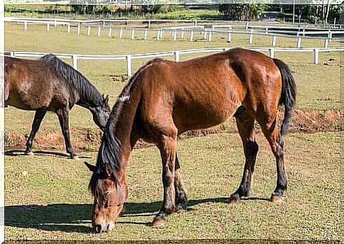 Lean horses that graze and chronic fatigue in animals