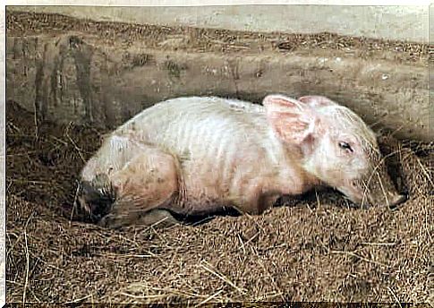 Pig with post weaning wasting syndrome