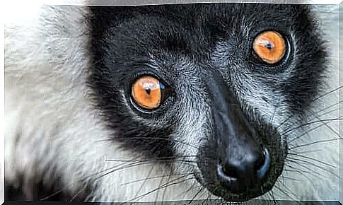 Collared lemur: characteristics, behavior and habitat