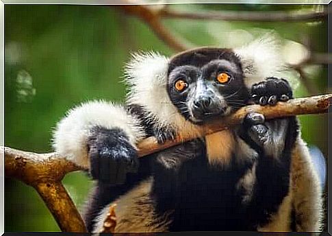 Lemur hanging from the tree branch.