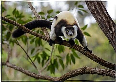 Lemur about to jump from a tree branch.