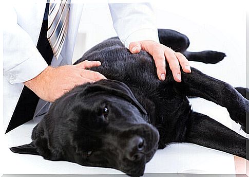 Colon cancer in dogs: causes and symptoms