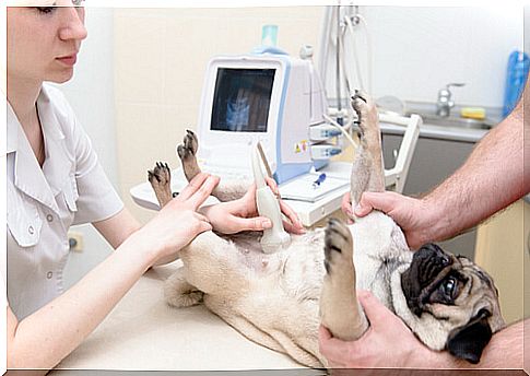 Ultrasound at the vet.