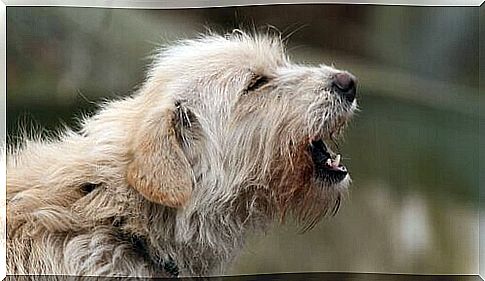 Gray furry dog ​​barks in the open air.