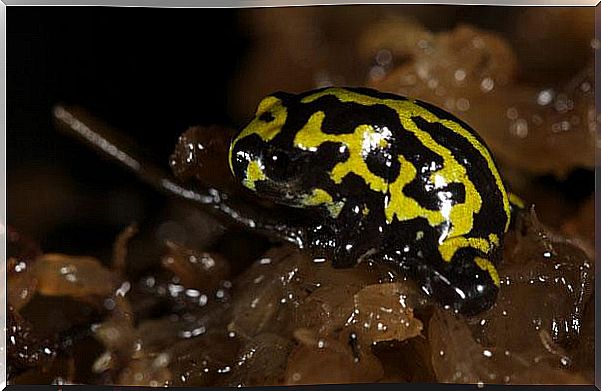 Corroboree frog: one of the most particular species